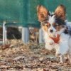 Kurs für kleine Hunde (6 Wochen) – Bild 6