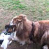 Kurs für kleine Hunde (6 Wochen) – Bild 5