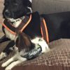 Kurs für kleine Hunde (6 Wochen) – Bild 4