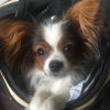 Kurs für kleine Hunde (6 Wochen) – Bild 3