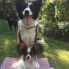 Kurs für kleine Hunde (6 Wochen) – Bild 2