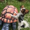 Kurs für kleine Hunde (6 Wochen)