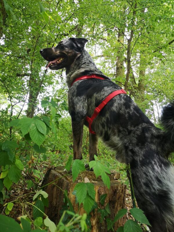 Abenteuer Wildkräuter – Bild 5