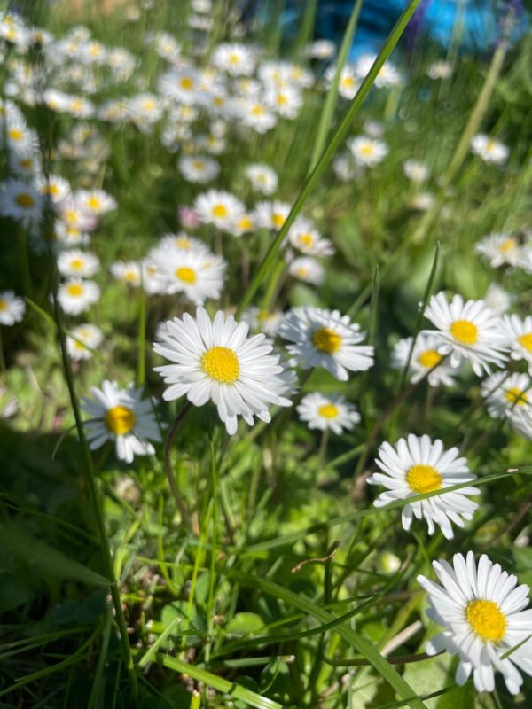 Abenteuer Wildkräuter – Bild 3