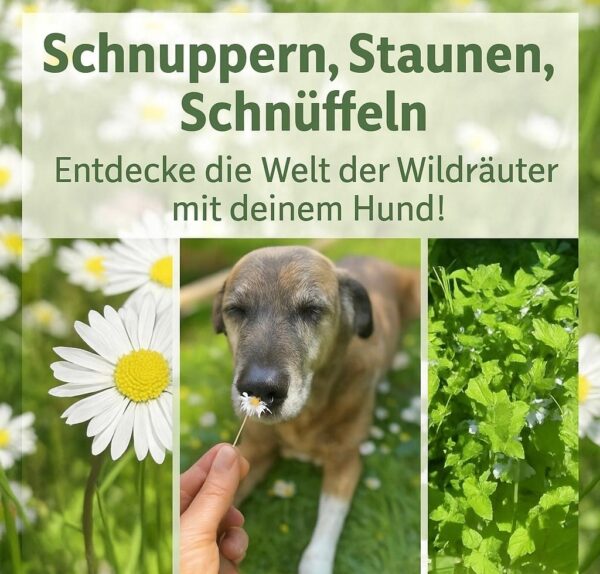 Abenteuer Wildkräuter
