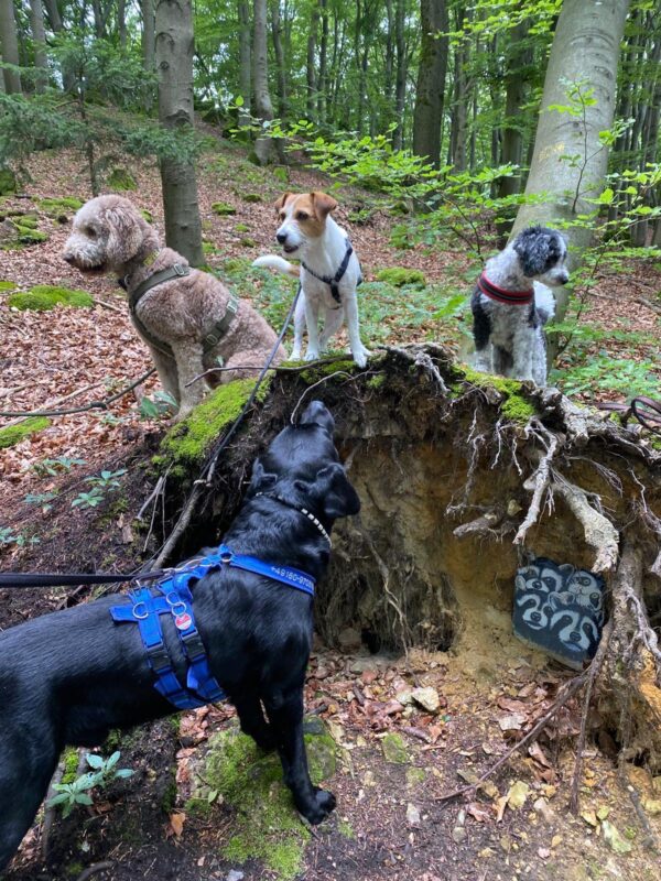 Geführte Wanderung am Baumbilderweg Nürnberger Land – Bild 2