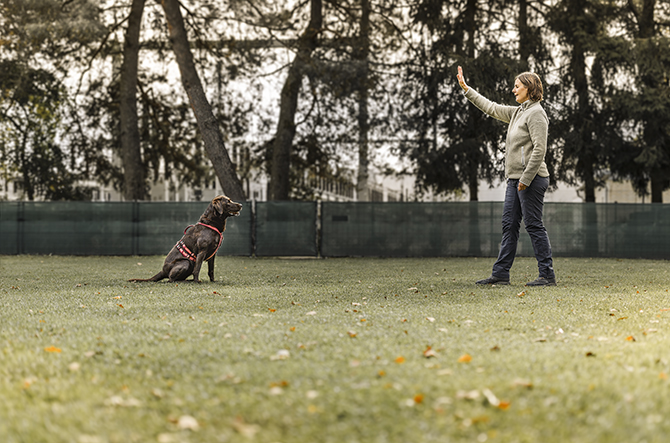 Hundetrainer Ausbildung in Feucht bei Nürnberg - Verhalten unterbrechen