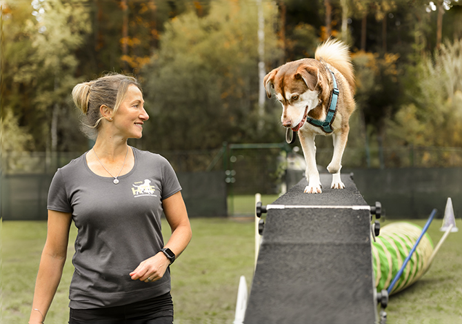 Agility Nürnberg - Laufsteg mit Hund bei Hundetraining Franken