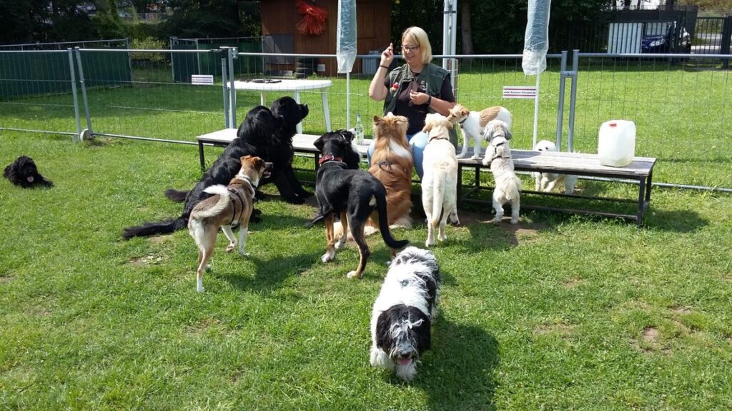 Hundetrainer-Ausbildung 4 Mehrere Hunde warten auf dem Trainingsplatz in Feucht auf ihren Einsatz