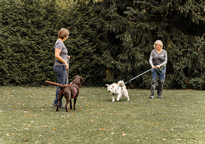 Hundebegegnungen sind Teil der Hundetrainer Ausbildung nahe Nürnberg