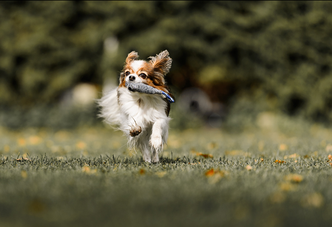 Apportierkurse der Hundeschule Hundetraining Franken in Feucht bei Nürnberg