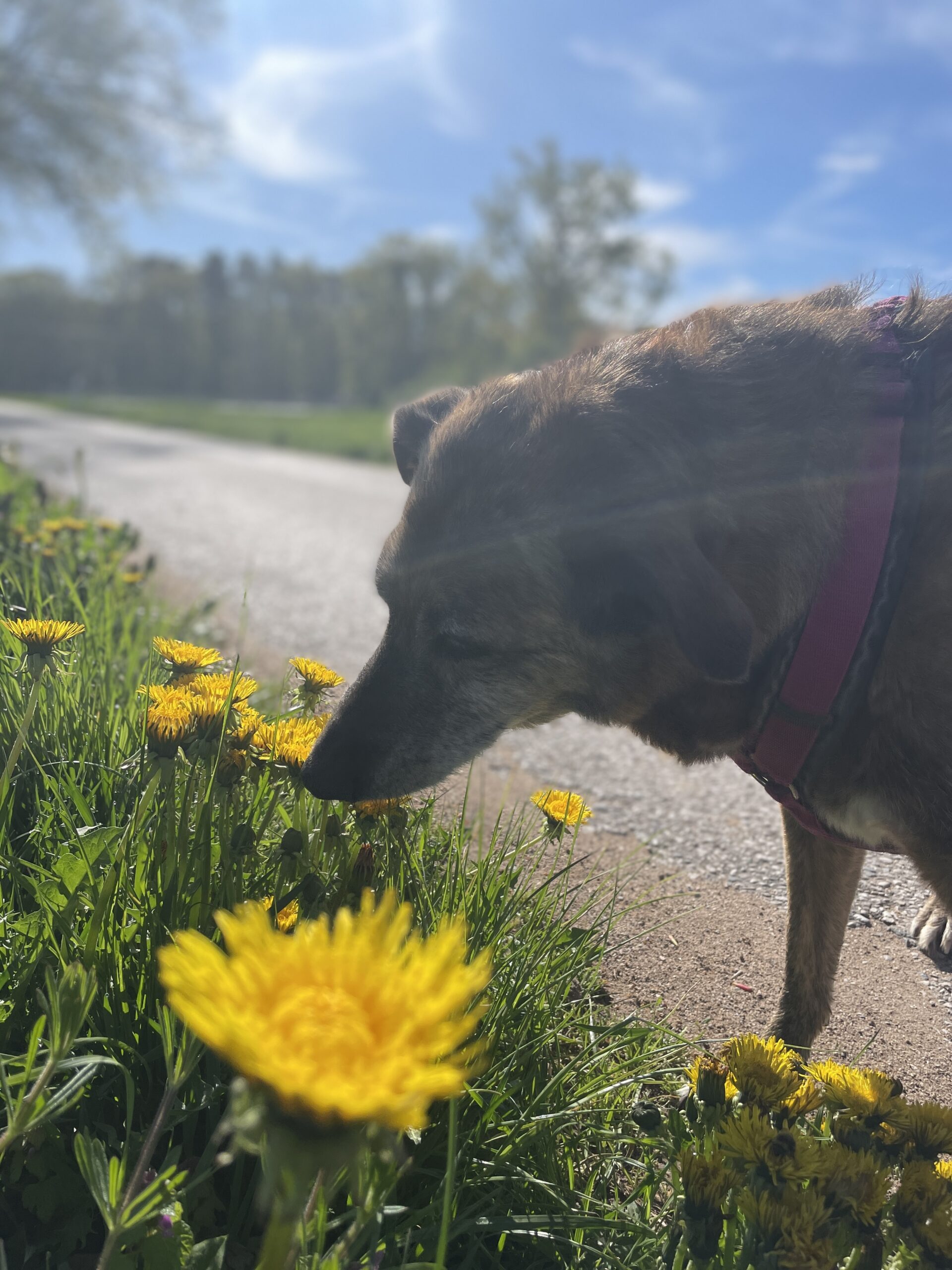 Abenteuer Wildkräuter- Wiesenwanderung 7 Abenteuer Wildkräuter- Wiesenwanderung – Bild 7