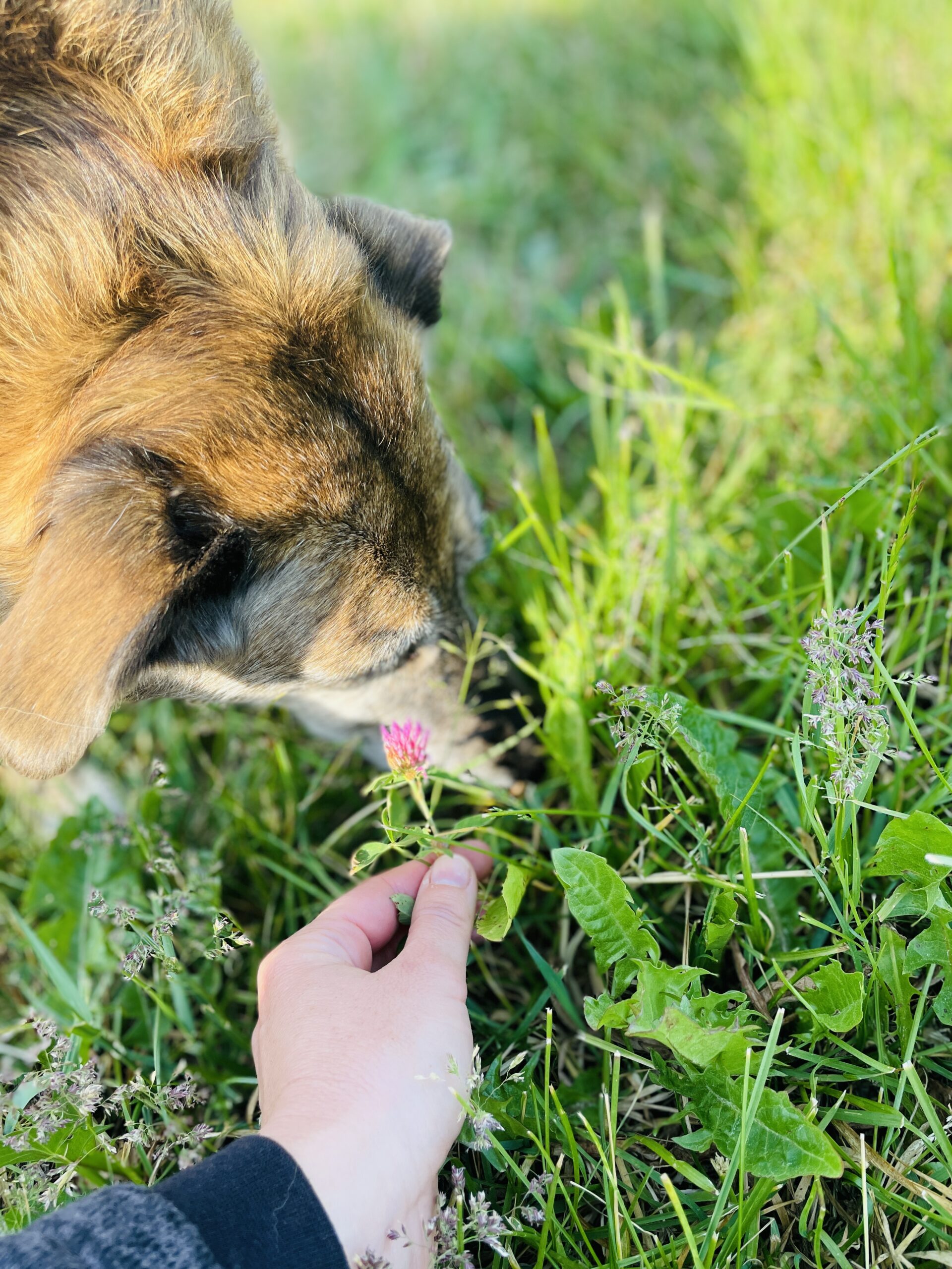 Abenteuer Wildkräuter- Wiesenwanderung 9 Abenteuer Wildkräuter- Wiesenwanderung – Bild 9