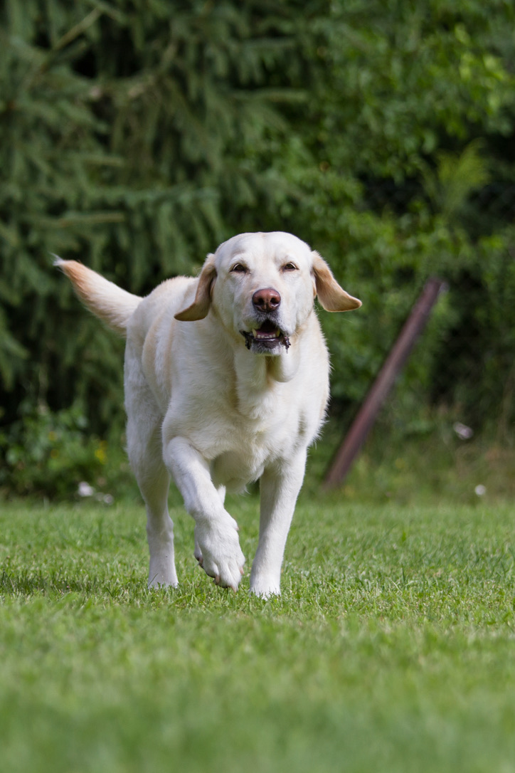 Welpen- und Junghundekurs – Kombi 10 Wochen - samstags 3 Hund rennt zu seinem Halter