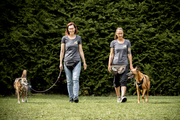 Zwei Hunde laufen an lockerer Leine