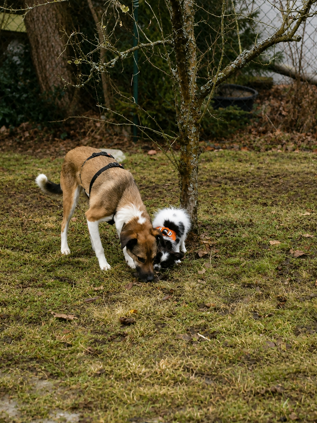 Antigiftködertraining in der HTF Hundeschule Nürnberg