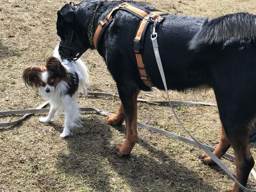 Hundeschule Nürnberg 9 Papillon und Hund mit Maulkorb begegnen sich an der Schleppleine