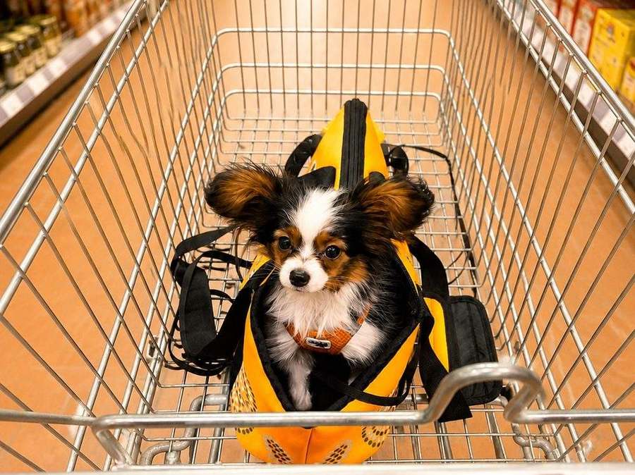 Hundeschule Nürnberg 6 Papillon sitzt in einer Tasche im Einkaufswagen zwischen Supermarktregalen