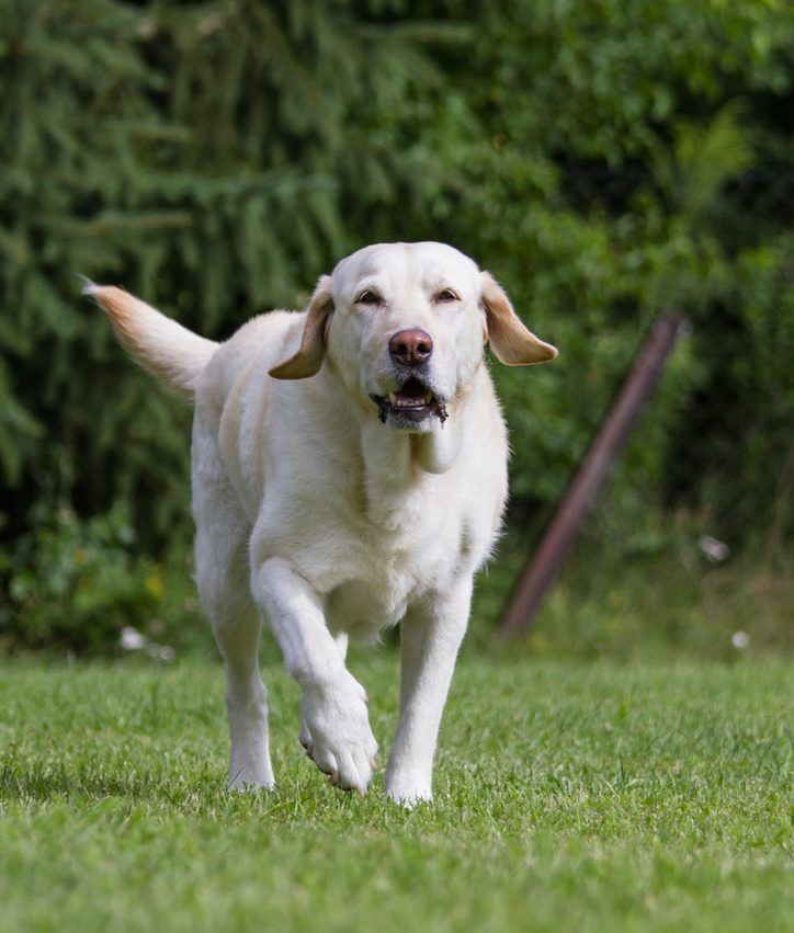 Hundeschule Nürnberg 4 Labrador läuft auf einer Wiese auf die Kamera zu