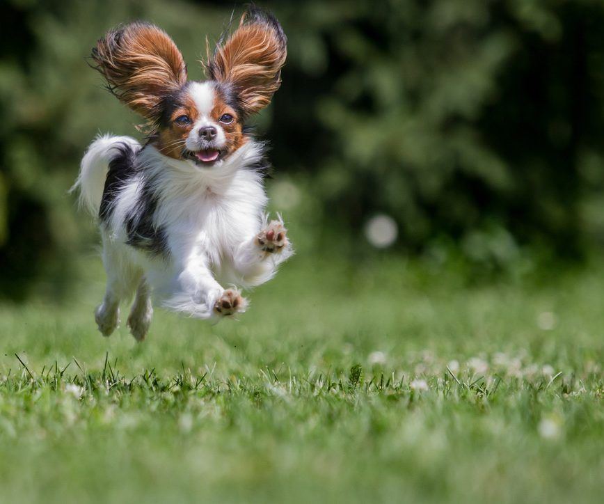Hundeschule Nürnberg 1 Papillon springt fröhlich über eine Wiese