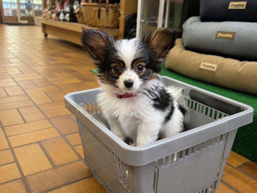 Hundeschule Nürnberg 8 Papillon-Welpe sitzt ruhig in einem Einkaufskorb im Fachmarkt