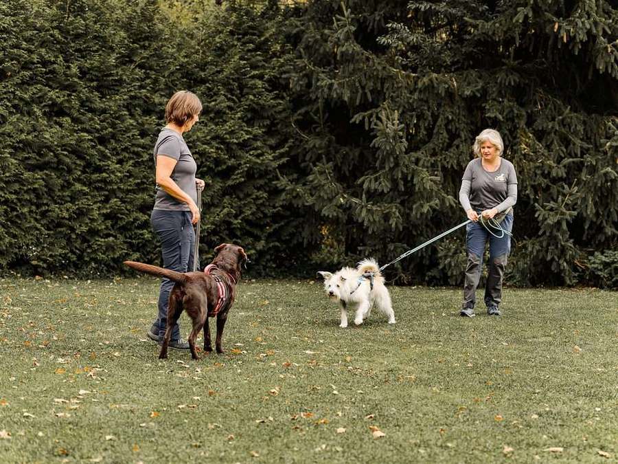 Hundeschule Nürnberg 7 Zwei Trainerinnen üben eine ruhige Hundebegegnung an der Leine