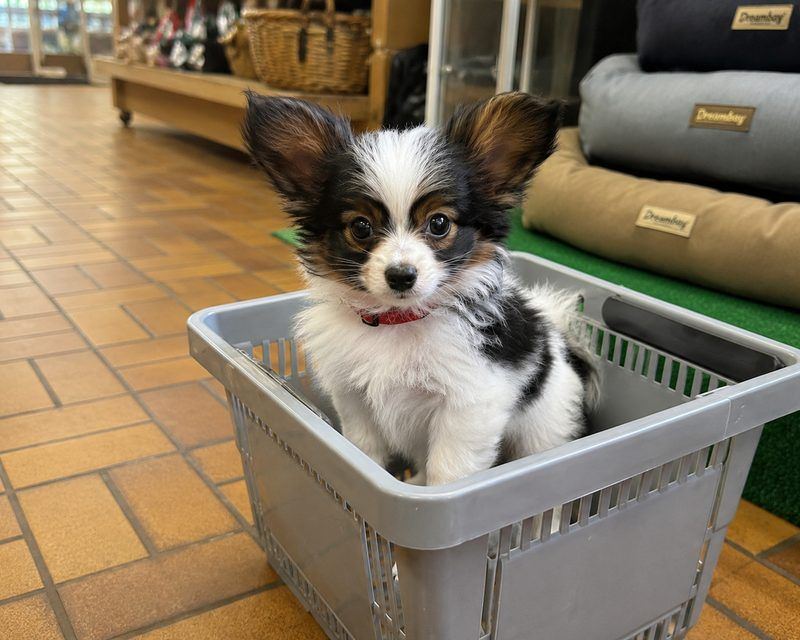 Hundeschule Nürnberg 14 Papillon-Welpe im Einkaufskorb im Fachmarkt