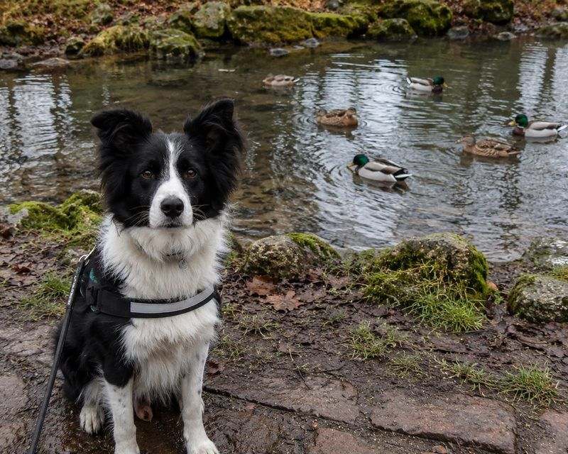 Hundeschule Nürnberg 12 Border Collie sitzt ruhig an der Leine am Teich, im Hintergrund schwimmen Enten