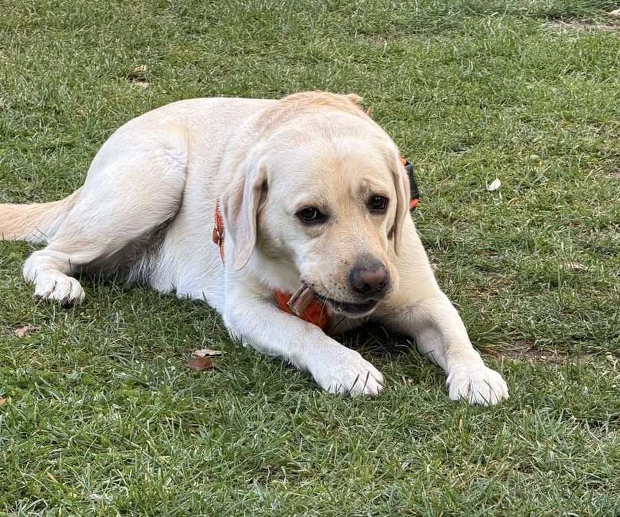 Hundeschule Nürnberg 10 Labrador liegt entspannt mit einem Kauartikel auf der Wiese