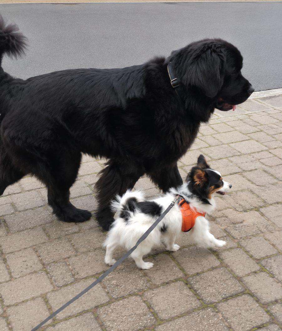 Hundeschule Nürnberg 5 Neufundländer und Papillon laufen gemeinsam an der Leine über einen gepflasterten Gehweg